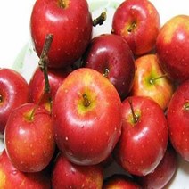 사과나무/미니사과/화분묘/묘목/kk2146, 1개