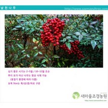 남천 사철나무 울타리용나무 조경수 꽃나무, 1개