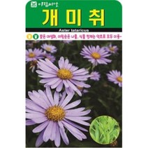 AR 개미취 중포장 좋은 씨앗, 단품