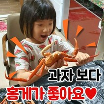 동해안 초특가 가성비 홍게, 홍게 초특가! 17-20마리