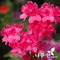 [나무인] 대왕철쭉 5그루, 5개