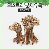 SM 프리미엄 베트남 분재유목 [M063XS]