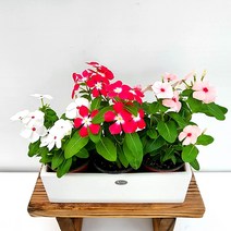 꽃나무팜 (5개 한세트) 일일초 매일초 매일꽃 공기정화식물 꽃화분 (색상랜덤)
