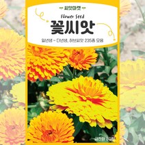 2023년 생산품 고급모음 꽃씨앗 일년생 다년생 야생화 사계절 꽃씨 종자, 165 오스카10립
