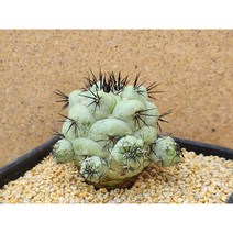 선인장/맥도가리-2618 아프리카농장