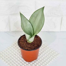 러브코리아 문샤인 키우기 산세베리아 소품 실내공기정화식물 집들이선물, 단품