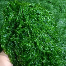 산지직송 완도산 생 파래 물파래 200g 1kg 2kg 4kg 8kg 10kg, 생파래 1kg