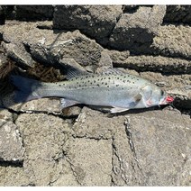 농어 광어 웜 바늘 채비 지그헤드 루어낚시 소프트베이트, 27g, 블루-화이트(야광펄)