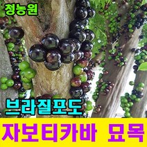 청농원 자보티카바 브라질포도 나무묘목 포트묘 2주