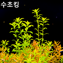 [수초킹] 키우기 쉬운 펄글라스 / 수초맛집 초보수초 새우놀이터 구피키우기 구피어항 구피 새우 모스 모스볼 수초농장 수초도매 구피수초 구피어항 새우수초 인기수초, 10촉