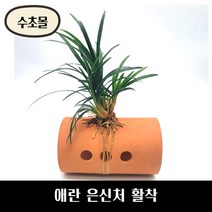 [수초몰] 애란 산란상 은신처 활착 / 초보 수초 구피 어항 물고기 금붕어 열대어, 1.안시산란상+애란