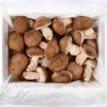 무농약 송화버섯 1kg, 1개, 1kg(중급형)