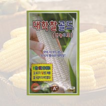 대학찰골드옥수수씨 70립 옥수수 연농3호 씨앗 대장 KS종묘