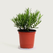 마이플랜트 [마이플랜트]허브키우기 로즈마리 허브 모종 식용허브 향기나는 식물, 선택완료
