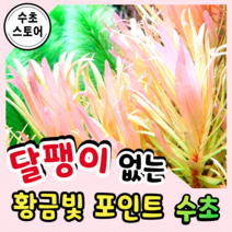 [수초스토어] 골드빛수초 암만니아 페디켈라타 골든 1촉 / 구피 새우 어항 수초 쉬운 예쁜 은신처 중경 후경 초보 풍성한 쉬운 은신처 흑사 붉은 포인트 무이탄 치어 베타 열대어, (할인가) 2촉