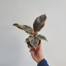 무배특가 루비수채화고무나무 소품 15-25cm 59