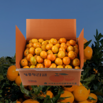제주직송 첫 수확 서귀포 고당도 햇 감귤 첫수확 1박스 5KG, 1개