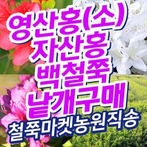 단품 영산홍 자산홍 백철쭉 철쭉마켓 철쭉 묘목 꽃 나무 백철 베니 연산홍 정원 마당 조경수 정원수 전원주택 아파트 울타리 키우기 화목류 철죽 농원 조경 꽃나무 울타리 수목, 빨강(작은묘목 영산홍 25~30cm전후)