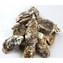 통영 각굴 석화 10kg 산지직송, 1개