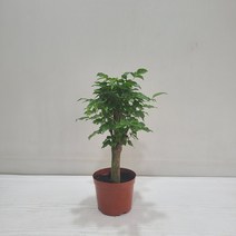 녹보수 대박나무 공기정화식물 반려식물, 1개