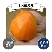 (나무85) 감나무 야오끼 R3 R4 R5 결실주, 야오끼 R5