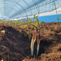 강원도 산지직송 땅두릅 300g, 눈꽃땅두릅300g, 본상품선택