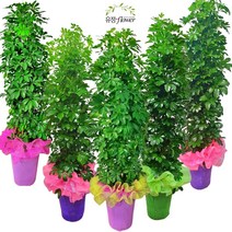 유정 Flower 대형 개업 집들이 축하 화분전국 당일배송(평일 주말 공휴일), 21. 홍콩야자, 1개