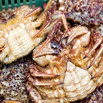 통영 당일조업 가리비굴 장어구이찜 털게 키조개구이세트 외, 1개, 활털게1kg3-5미내외