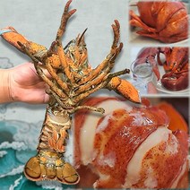 팜스 항공직송 살아있는 활 랍스타 맛집 캐나다 500g 600g 700g 1kg 코스트코 이 마트 홈쇼핑 랍스타 버터구이 제철 랍스터 회 테일 얌테이블, 1kg내외