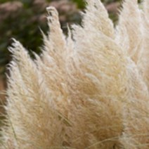 모종/미니팜파스 골든고블린 포트 1개 BN23