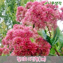 착한가격 나무생각 / 칠자화(다간형) / 1m, 주