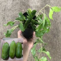 (D소망)개량왕다래묘목(용성2호)(5치포트) 3그루
