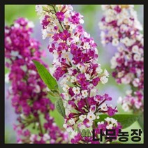 (나무농장) 붓들레아 베리앤크림 포트, 1개