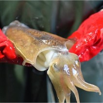 [갑오징어산지직송] 농가살리기 서해안 활 갑오징어 오동통 생물오징어 사이즈혼합 1kg(5~8미), 활 갑오징어 사이즈혼합 1kg(5~8미)
