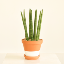 프레시가든 스투키 모던 화이트 투톤 고급토분, 단품