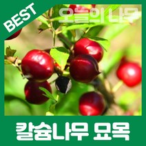 합리적 가격의 칼슘나무묘목 1년생 판매, 칼슘나무1년생 뿌리묘
