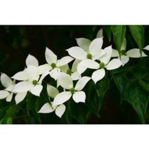 산딸나무묘목 10주