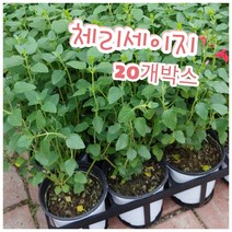 체리세이지-20개박스/꿀풀과의 꿀이 많은 꽃으로 체리향 핫립세이지