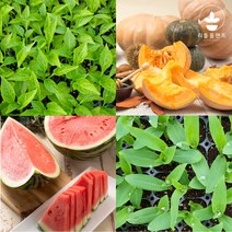 열매채소 모종 모음 가지 오이 호박 방울 토마토 수박 참외 브로콜리 옥수수 여주 수세미 콩 박 모종 텃밭, 단호박 3개