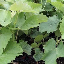 포도나무 포도 샤인머스켓, 1개