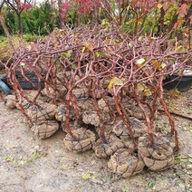 착한가격 나무생각/포도결실주, 9999개, 포도(거봉)5년생 결실주