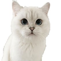차량용 냉장고 미니 냉온장고 캠핑용 온장고 3Ratels CM29 사랑스러운 고양이 페르시아 Birman Bombay 영국, 03 CM29-3_01 15cm(5.9 inch)