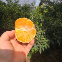 [임실순녀농장] [산지직송]제주 천혜향 못난이(5kg 10kg), 1박스, 10kg