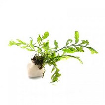 수초 볼비티스 하얀조약 활착 어항 수족관 수중식물.헬로아쿠아