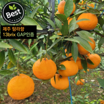 GAP농장 제주도 탐라향 고당도 13브릭스 이상 신품종, 선물세트, 3kg