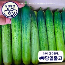 ( 승재농산 ) 국내산 백오이 백다다기 다다기오이 특등급(S급)15개 30개 50개내외, 특등급15개