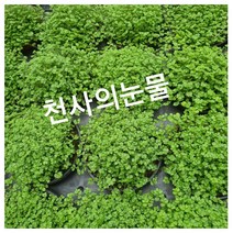 천사의 눈물 소품 특 공기정화식물/미세먼지/공기정화효과 공기정화식물