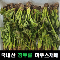 참두릅 봄나물 국내산, 참두릅 30주