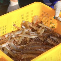 국내산 제철 흰다리 신안 생물 새우 1kg