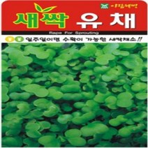씨앗- 새싹유채 30g (제주도의 유채꽃을 연상케하는)